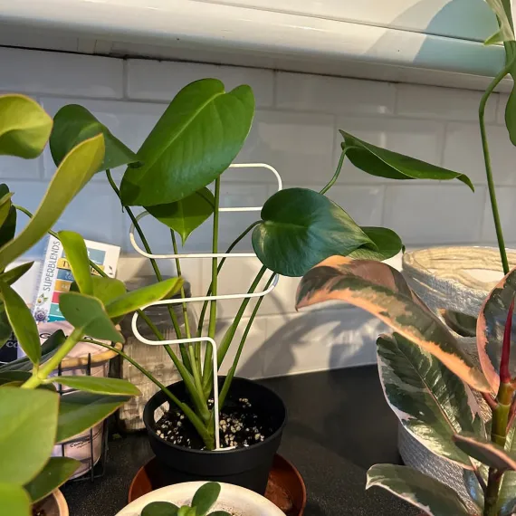 curved plant support