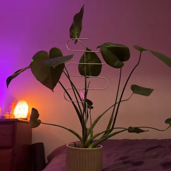 curved plant support