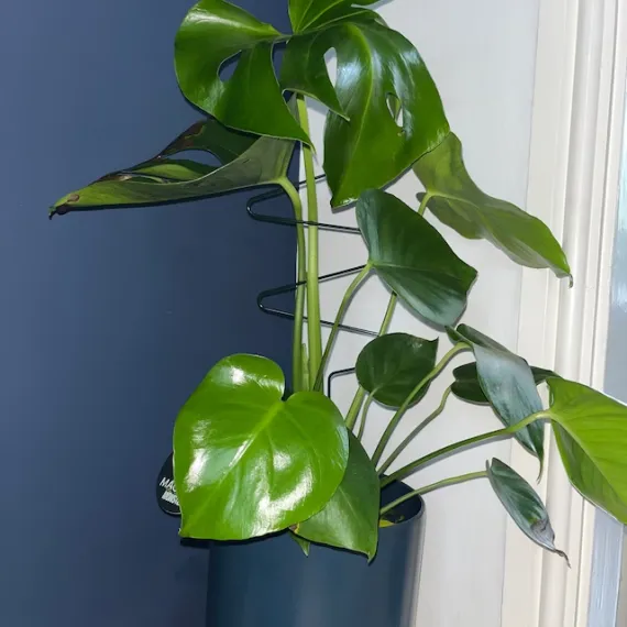 Plant Support
