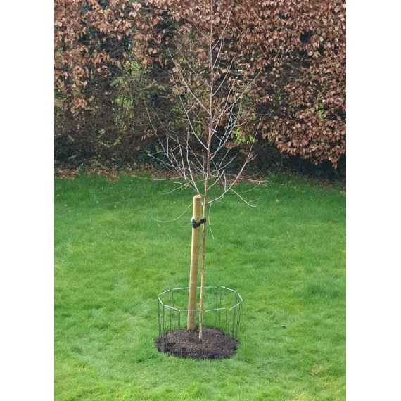 metal tree protector fence plant supports